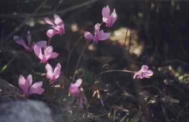 Cyclamen